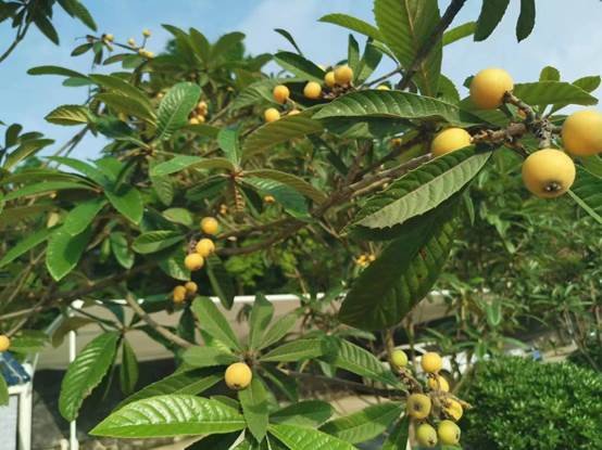 农疗康复身心健，共赏枇杷一树金——邵阳县特别教育黉舍成功举办枇杷文化节