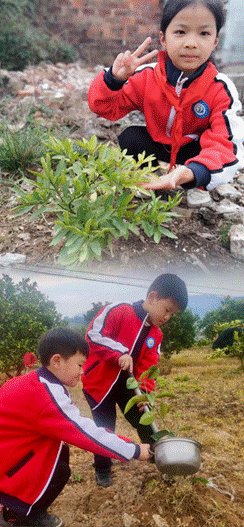 新宁县清江桥乡中间小学开展植树节运动