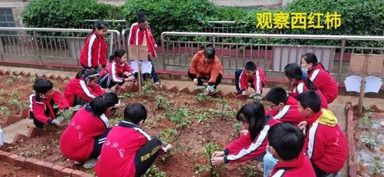 劳动教育第2期校园童耕场圃劳作记║观察蔬菜生长 学习耕种技术