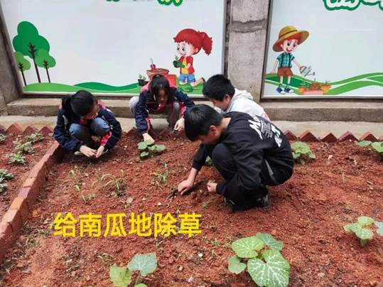 劳动教育第2期校园童耕场圃劳作记║观察蔬菜生长 学习耕种技术