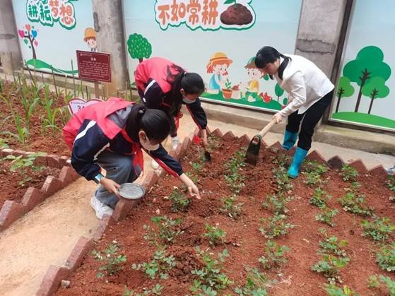 劳动教育第2期校园童耕场圃劳作记║观察蔬菜生长 学习耕种技术