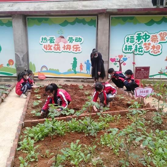 劳动教育第2期校园童耕场圃劳作记║观察蔬菜生长 学习耕种技术