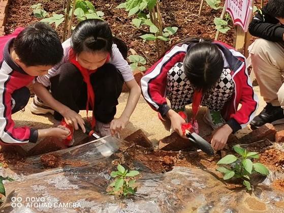 劳动教育第2期校园童耕场圃劳作记║观察蔬菜生长 学习耕种技术