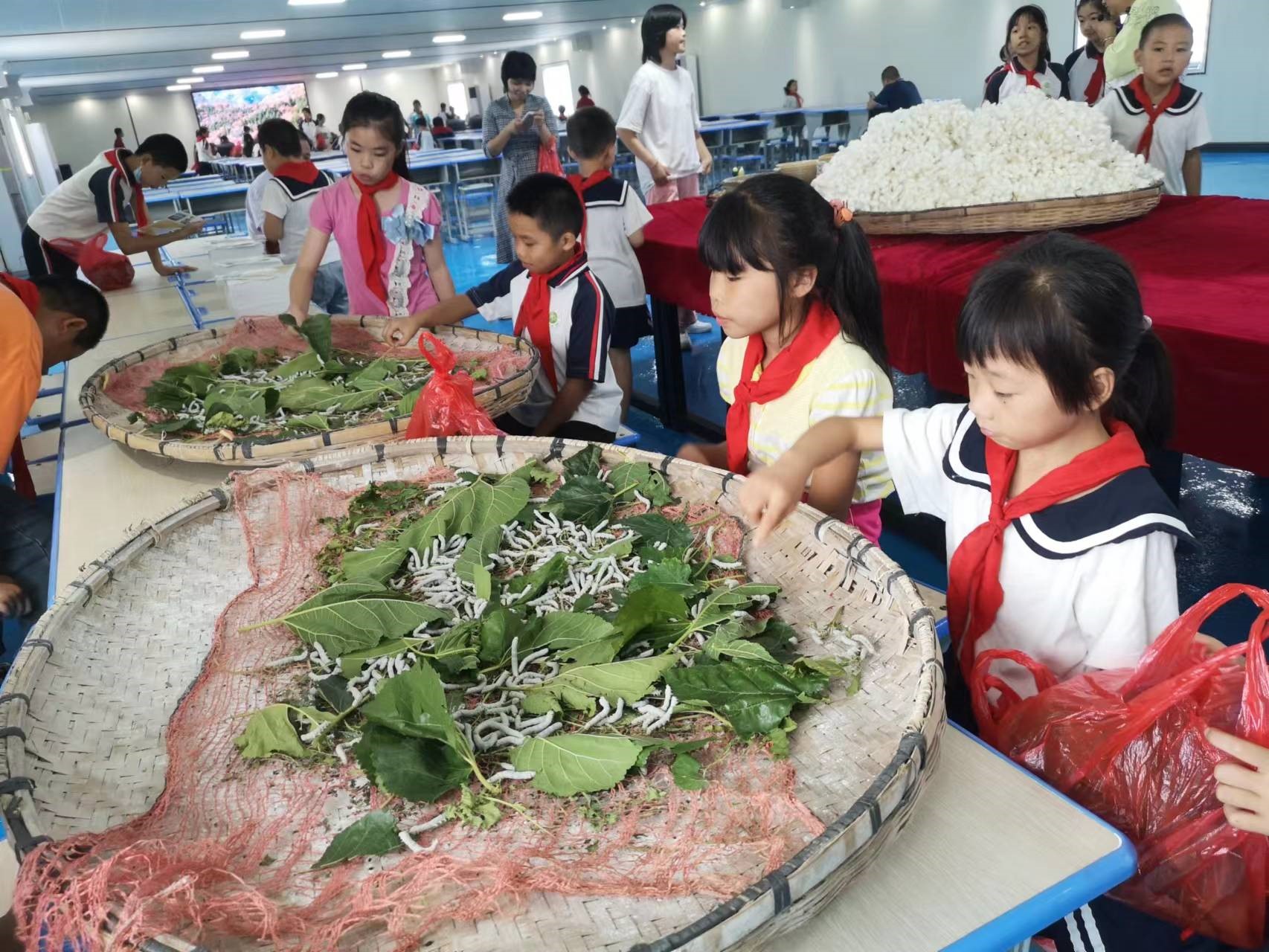 洞口县茶场学校：开展“红领巾”寻访“蚕文化”劳动实践活动