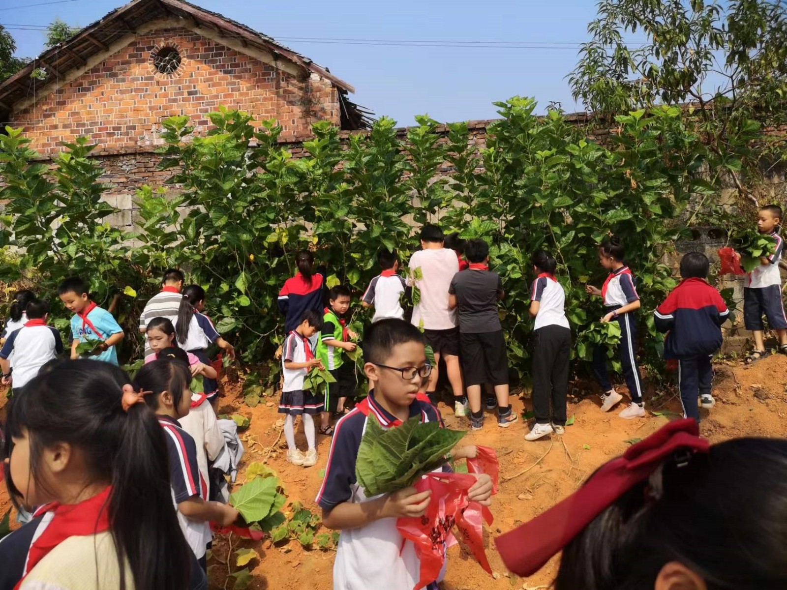 洞口县茶场学校：开展“红领巾”寻访“蚕文化”劳动实践活动