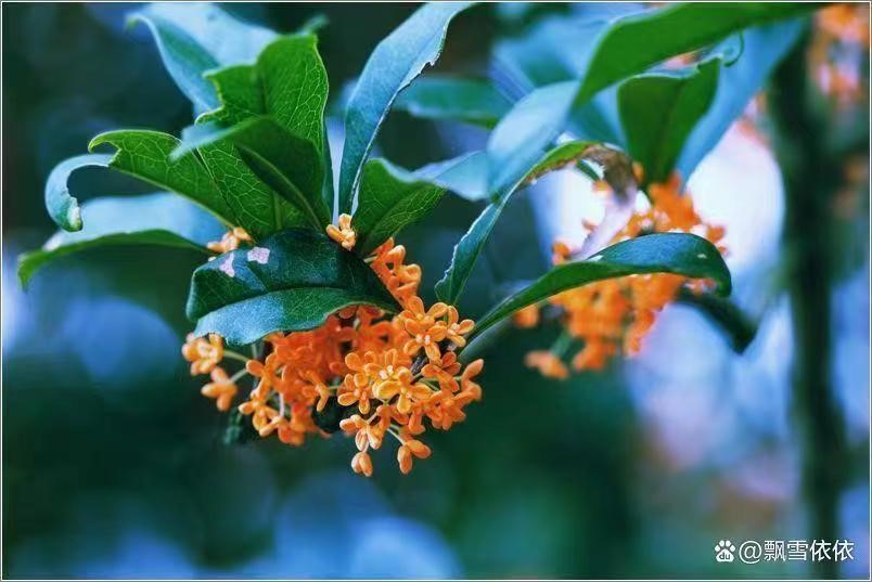 八月桂花姗姗迟来为哪般？