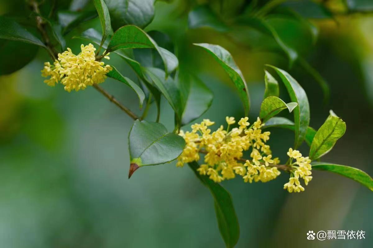 八月桂花姗姗迟来为哪般？