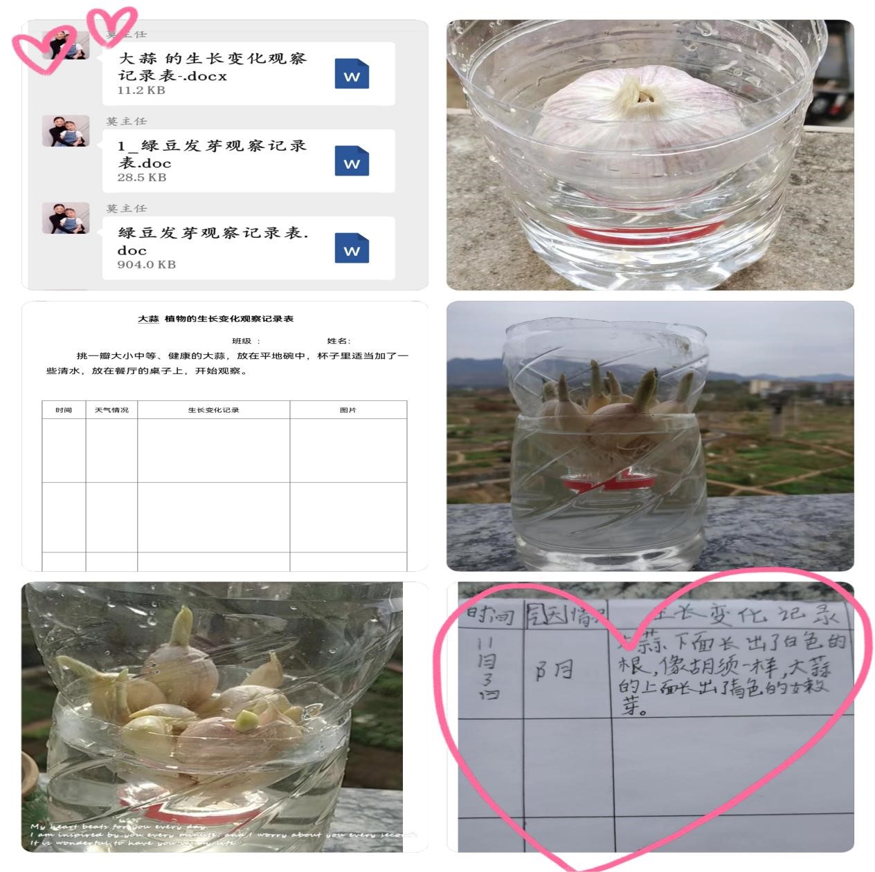 五峰铺镇中心完小开展“植物的观察日记”主题活动