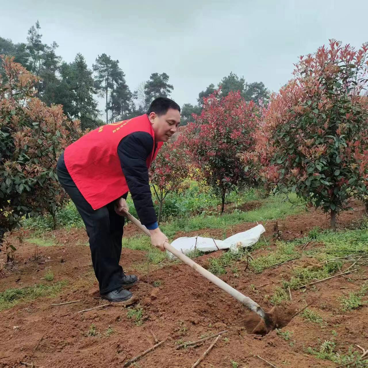 不负春光添新绿，阳春三月植树忙