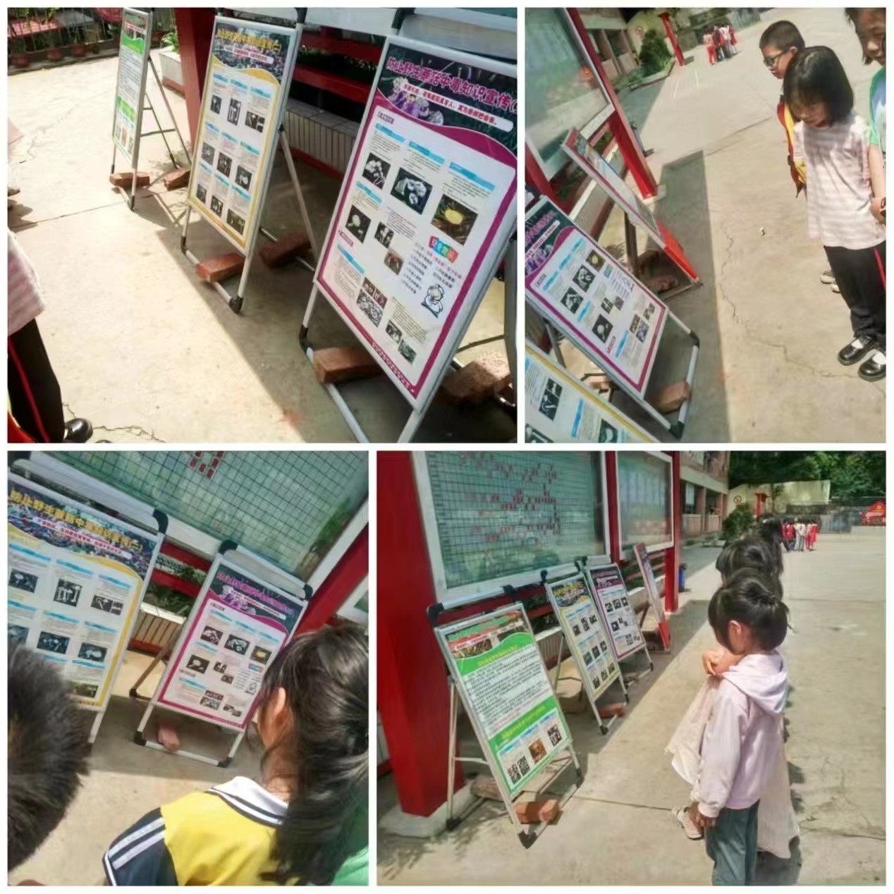 预防野生蘑菇中毒，守护校园安全