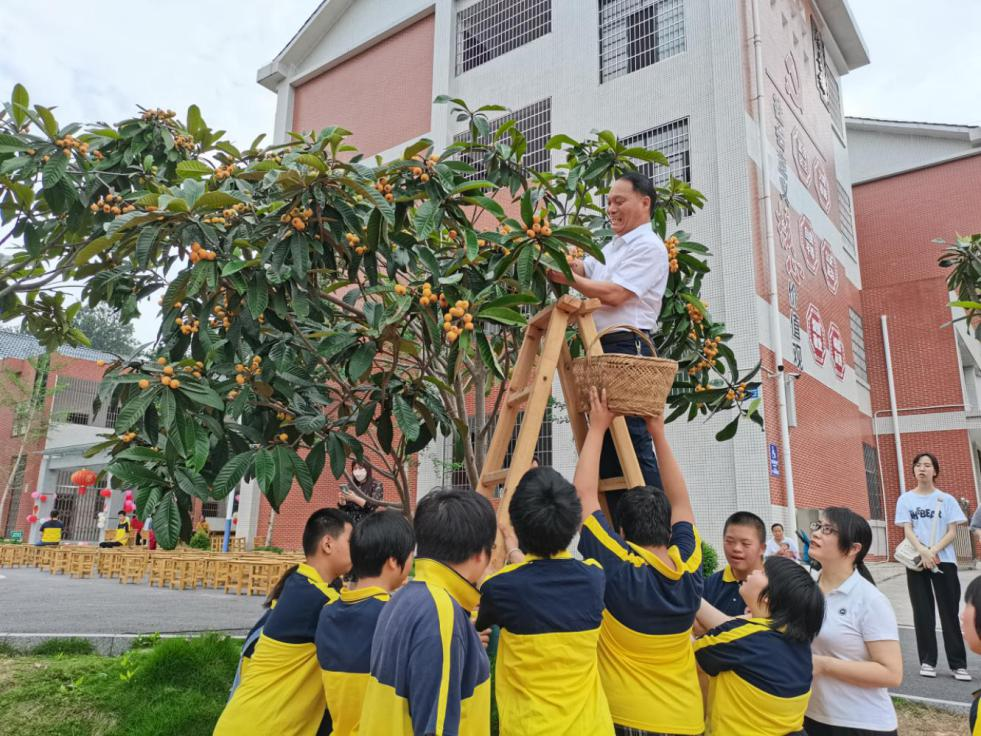 五月枇杷缀满枝，农耕欢情溢校园