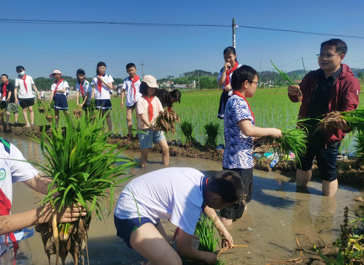 五峰铺镇中心完小开展劳动教育实践活动