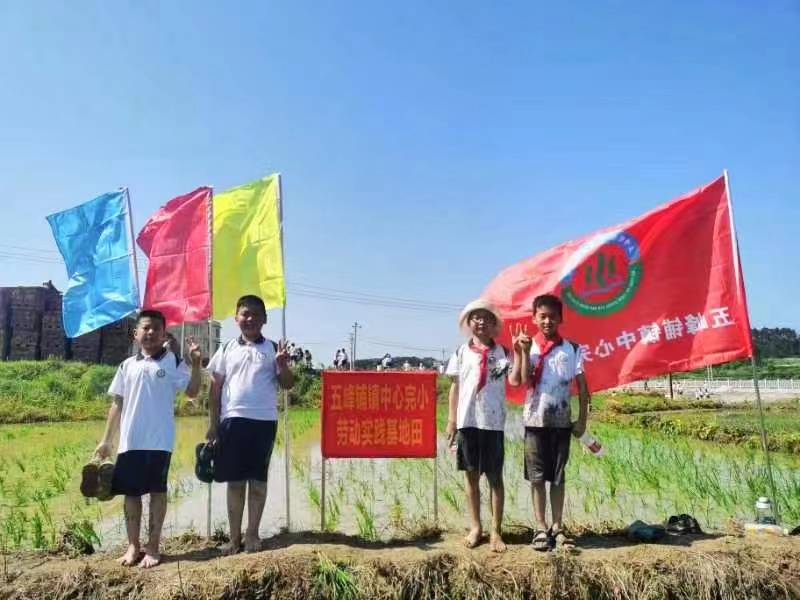 五峰铺镇中心完小开展劳动教育实践活动