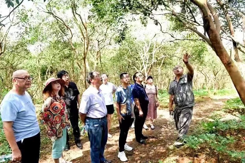 辰溪：辰河文化社采风孝坪镇魔芋种植基地