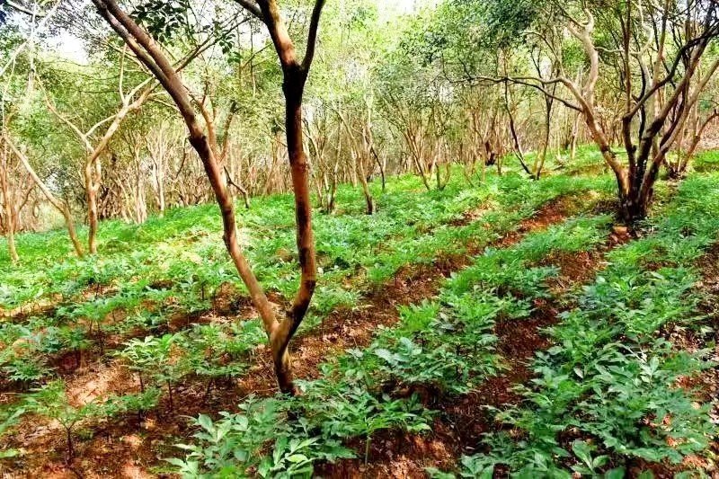 辰溪：辰河文化社采风孝坪镇魔芋种植基地