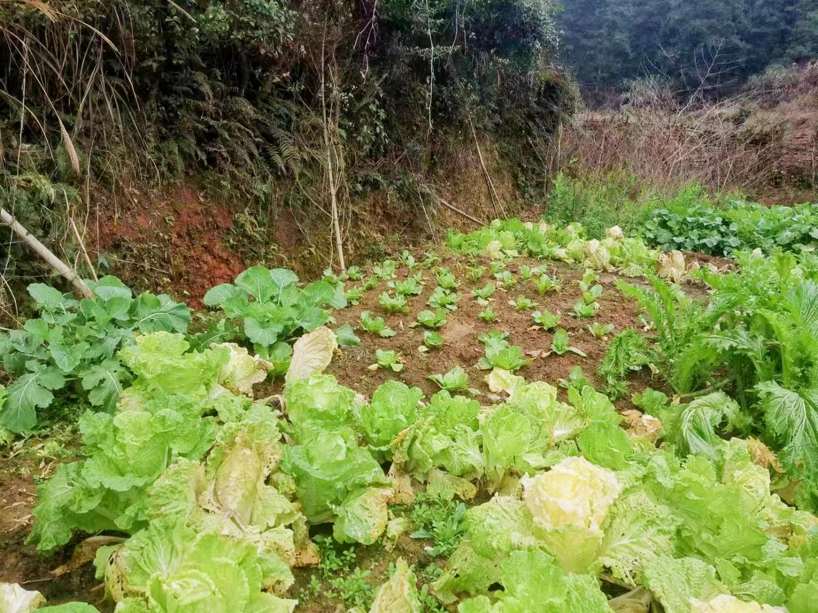 新宁县崀山镇：禁种铲毒踏查行 禁毒宣传永不停
