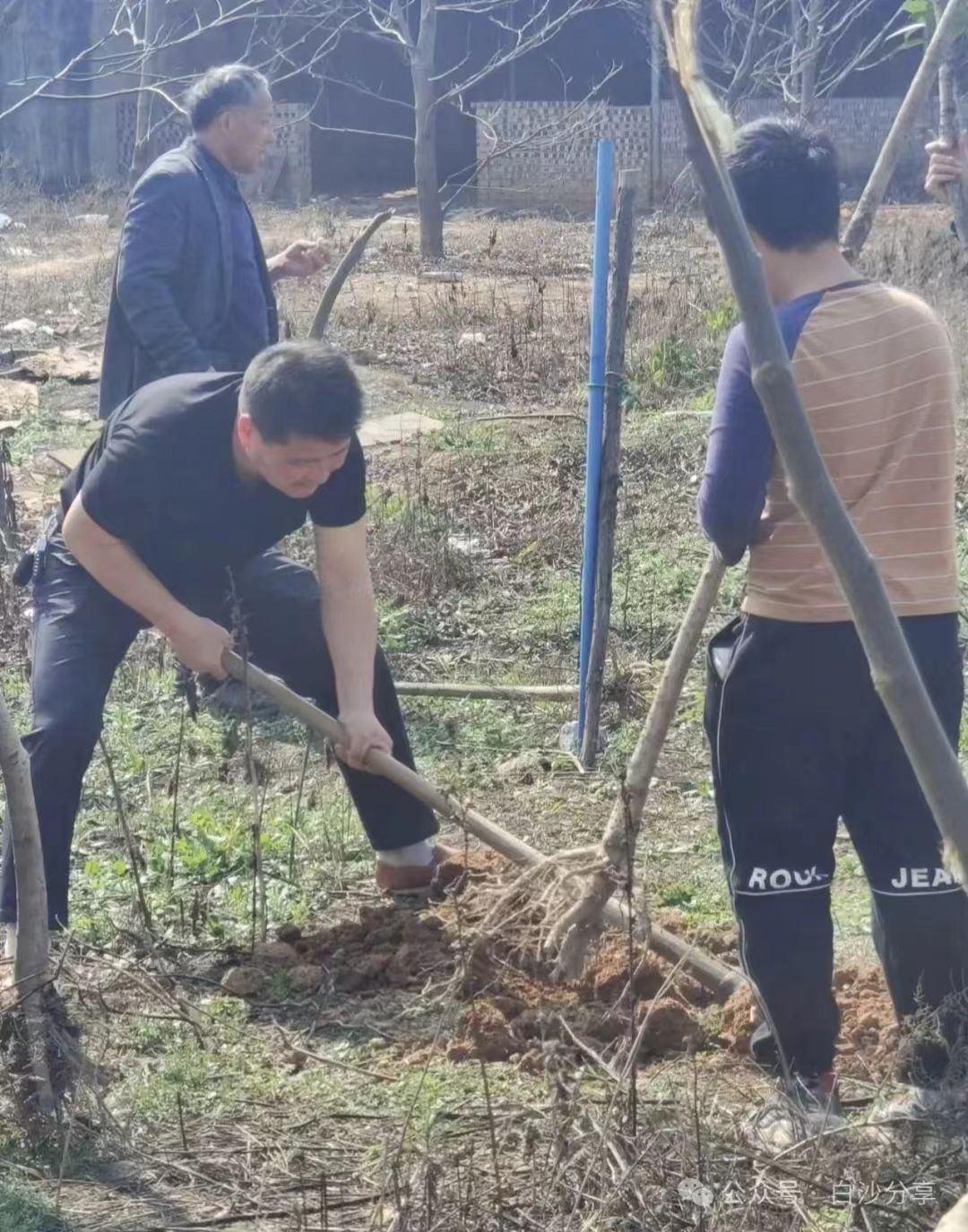 白沙中学举行植树节活动，校长亲自带领师生共筑绿色校园