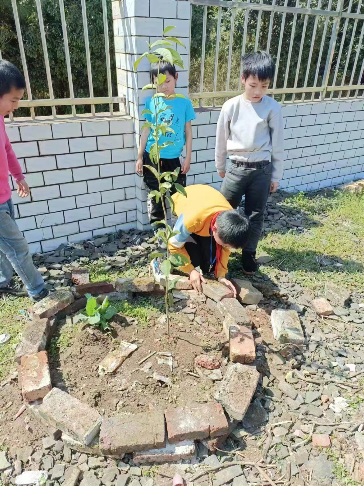 下花桥镇五里小学植树活动