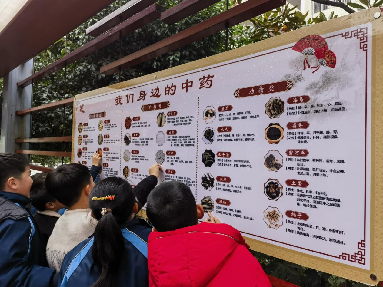 城区二小积极开展“中医药文化进校园”系列活动
