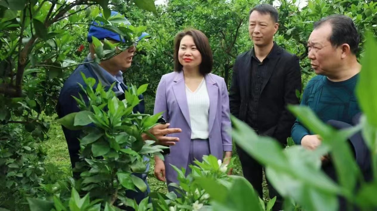 新宁县举行黄龙病木虱防控暨飞防试飞测试现场观摩培训会
