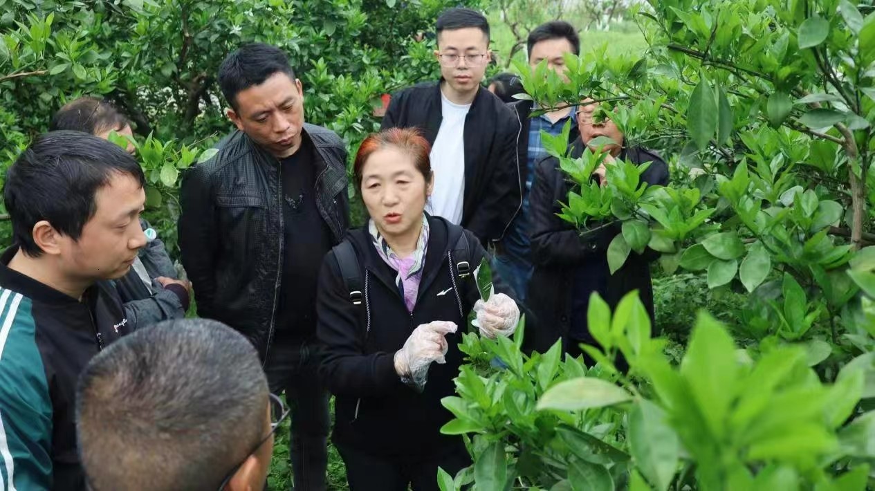 新宁县举行黄龙病木虱防控暨飞防试飞测试现场观摩培训会