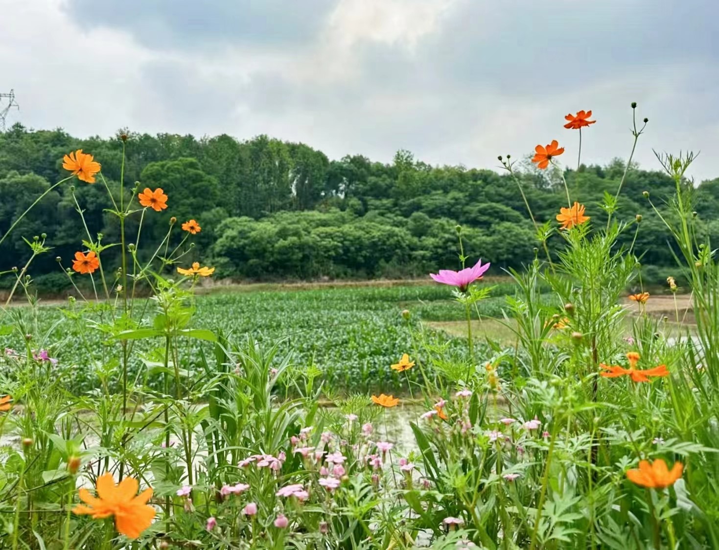 聚文学力量  助乡村振兴