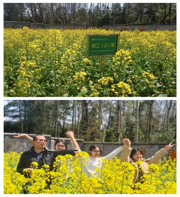 校园农场油菜花开 绘就春日烂漫画卷