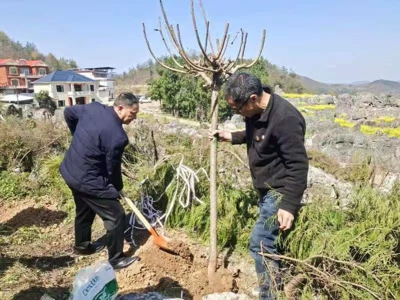 春风送暖党旗红，植树添绿正当时