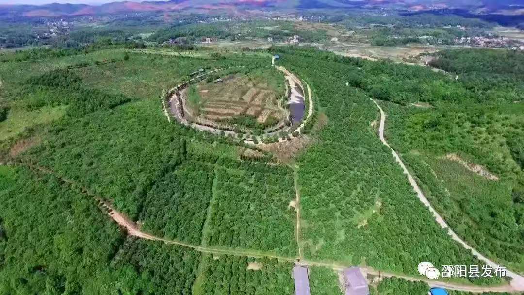 从特色单品到产业集群：邵阳县“福林香柚”的乡村振兴破局之路