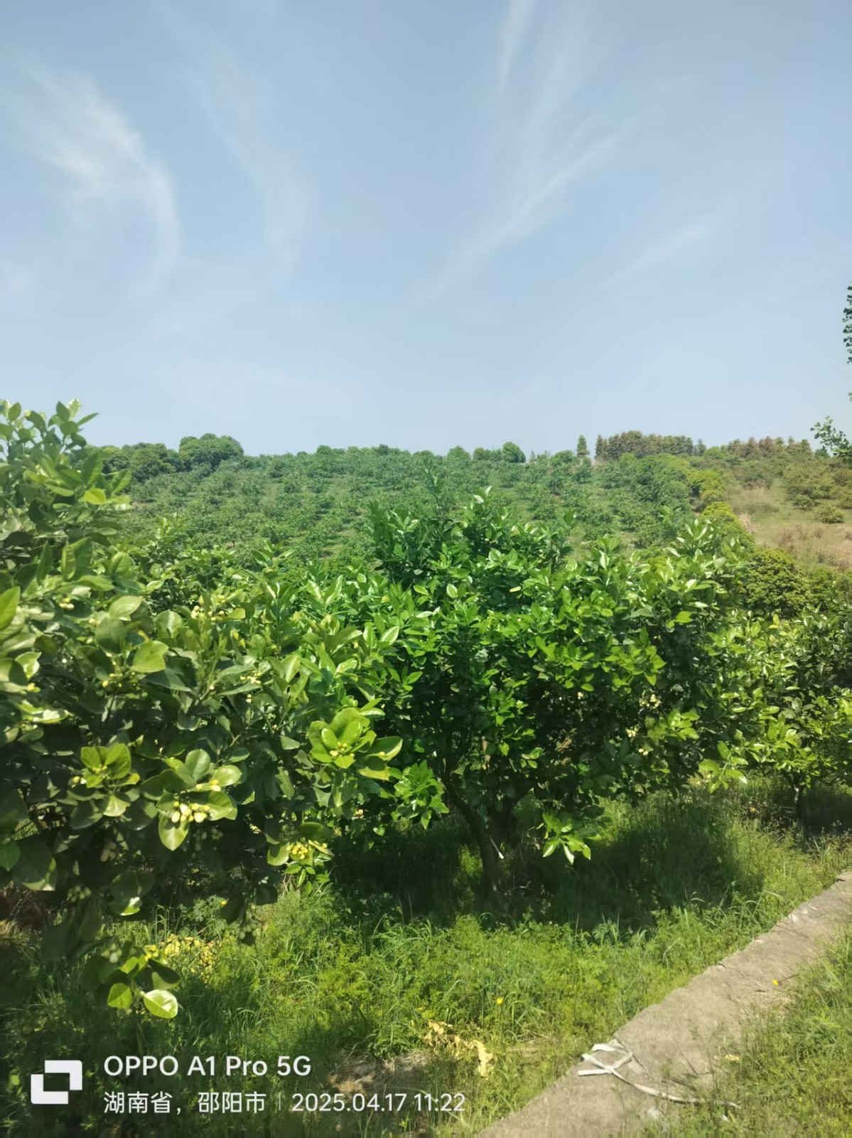 从特色单品到产业集群：邵阳县“福林香柚”的乡村振兴破局之路