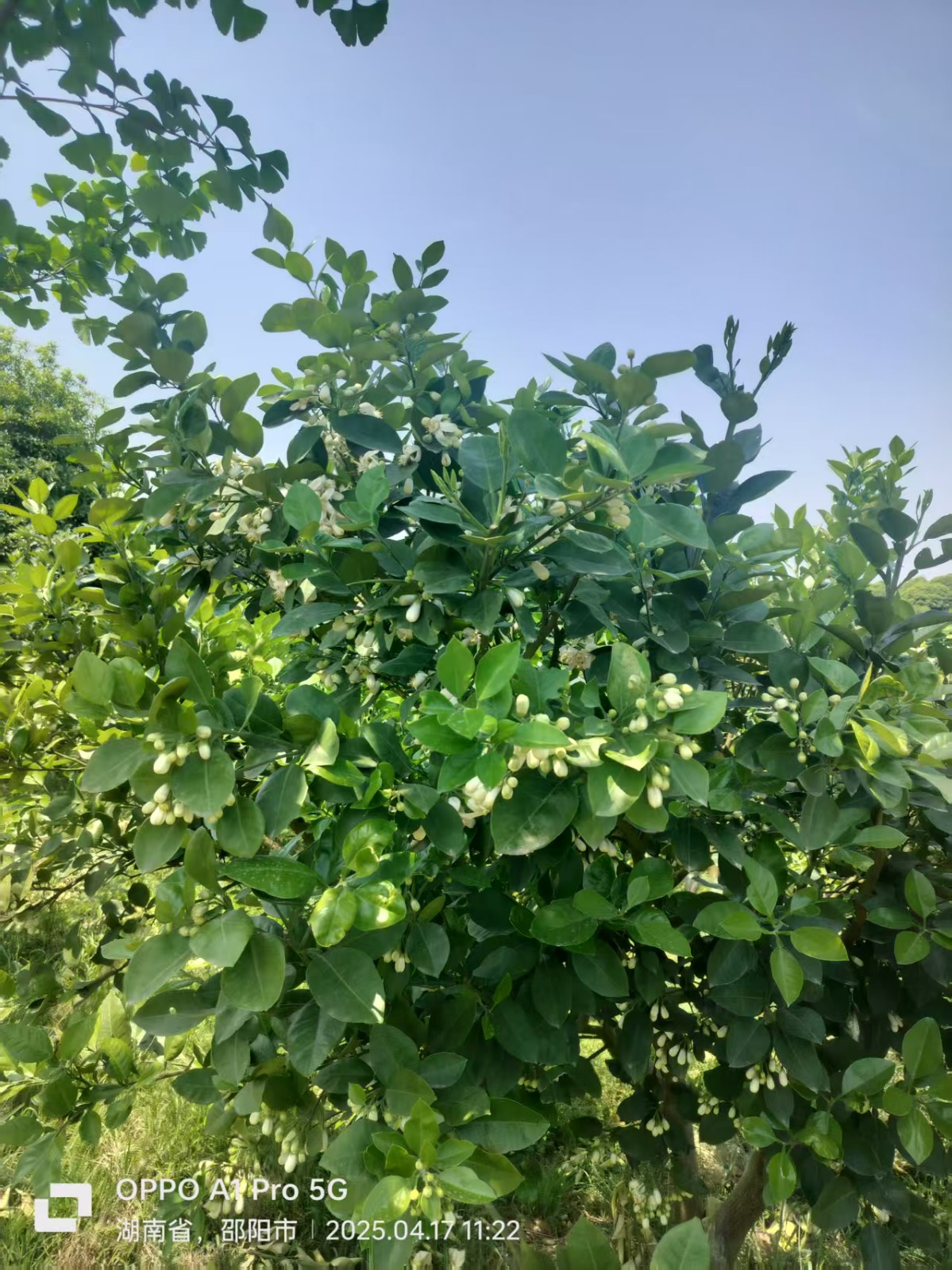 从特色单品到产业集群：邵阳县“福林香柚”的乡村振兴破局之路