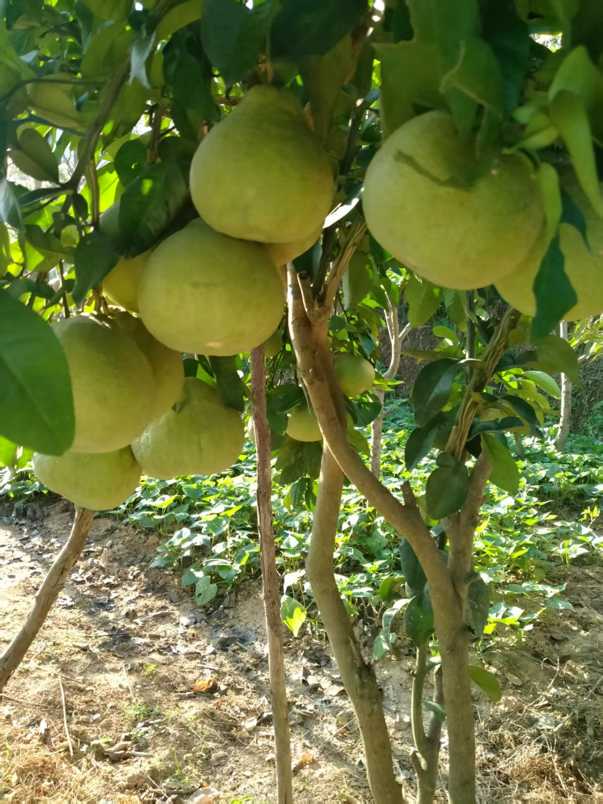 唐情：乡村振兴浪潮中的“领头雁”