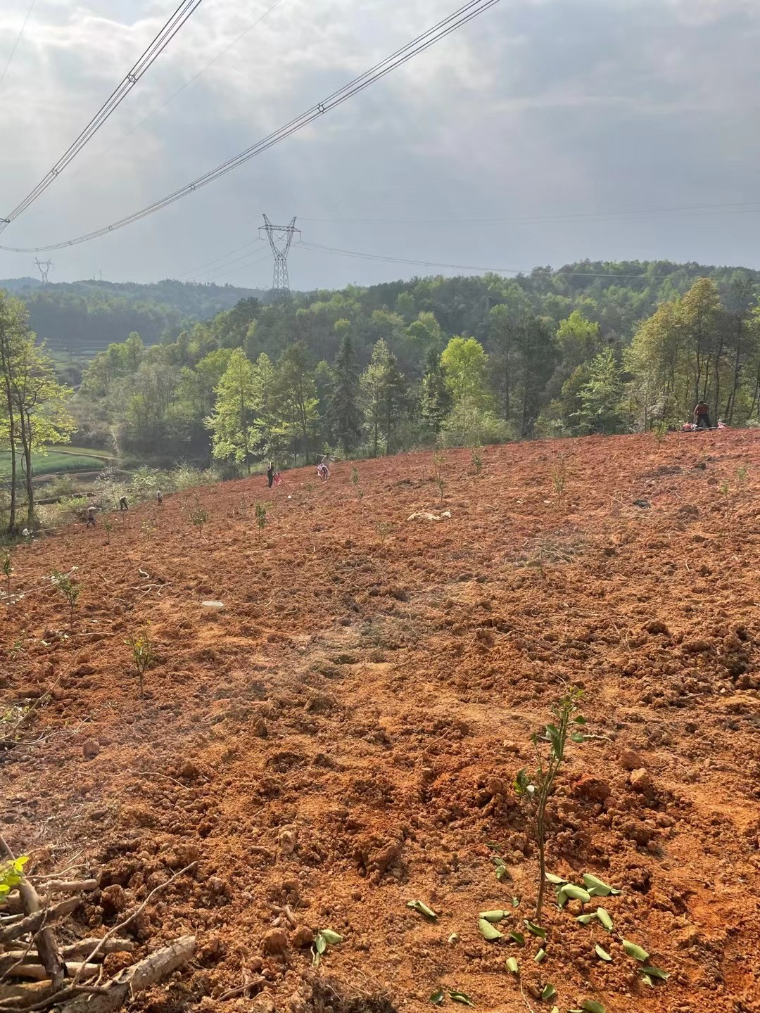 唐情：乡村振兴浪潮中的“领头雁”