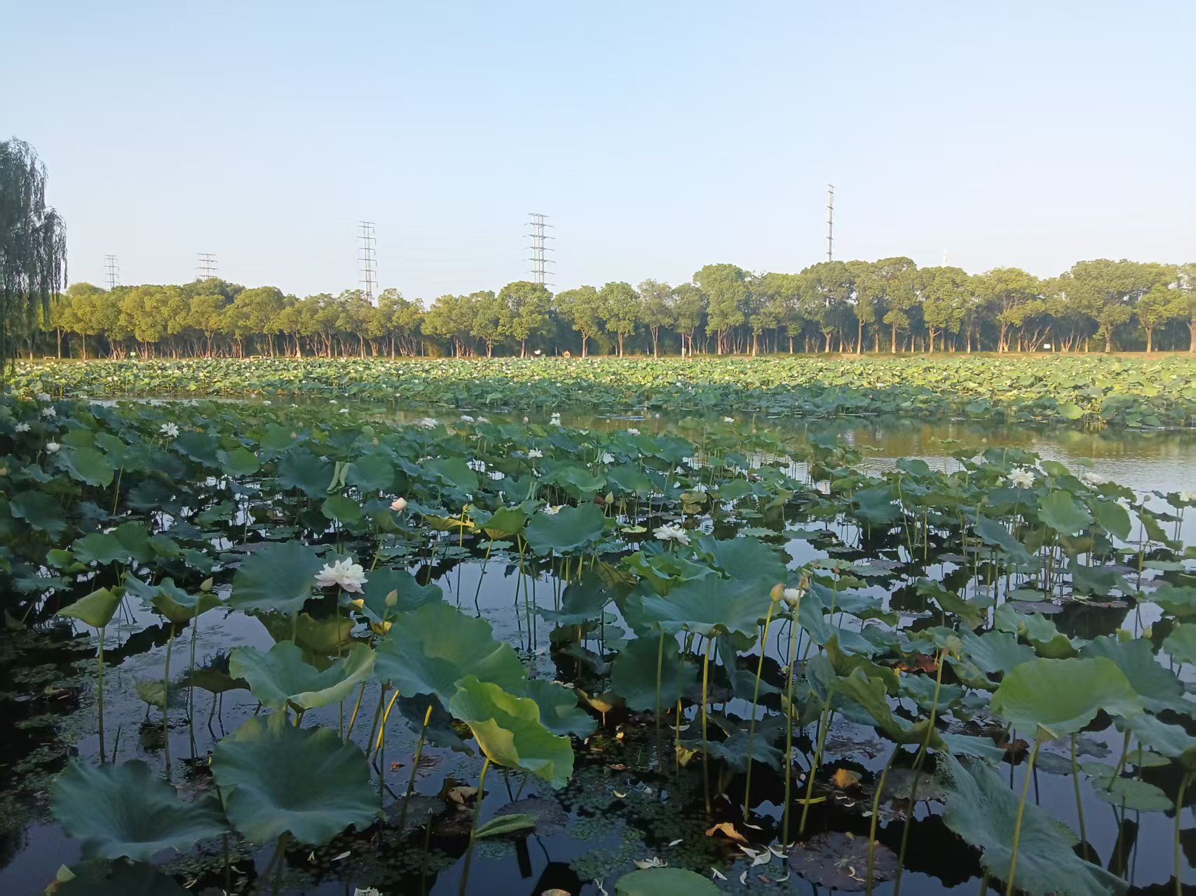 游苏州荷塘月色