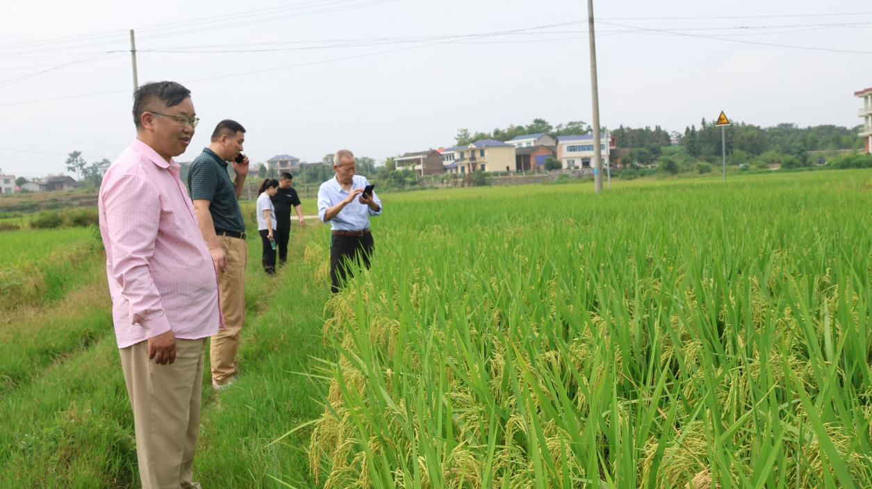 邵阳洞口县：硅藻菌肥在高沙镇种植晚稻喜获丰收