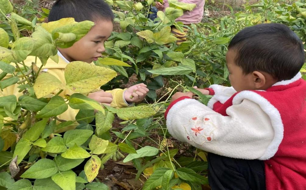 万塘乡白马田幼儿园秋季学期食育课程圆满收官