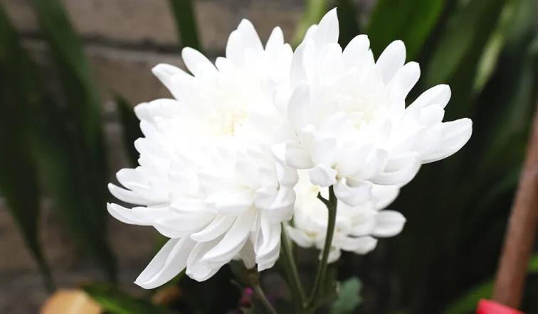 梦想公考：在慎终追远中积蓄力量，于春光明媚处整装待发