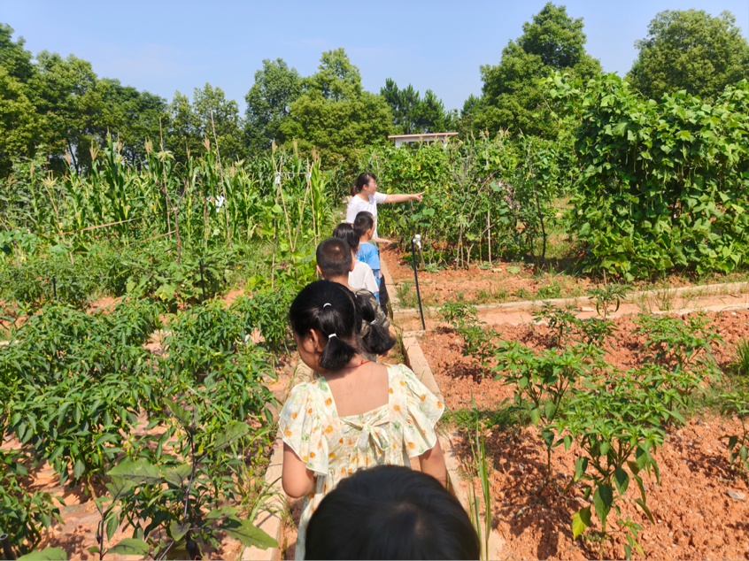 霞塘云中心完全小学2026年端午节“粽叶飘香迎端午，幼小携手共传承”活动顺利开展